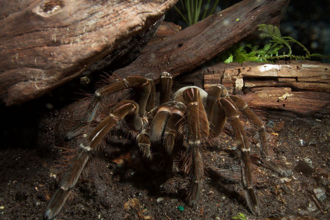 Chia sẻ thêm: Sự thật về loài nhện ăn chim Goliath