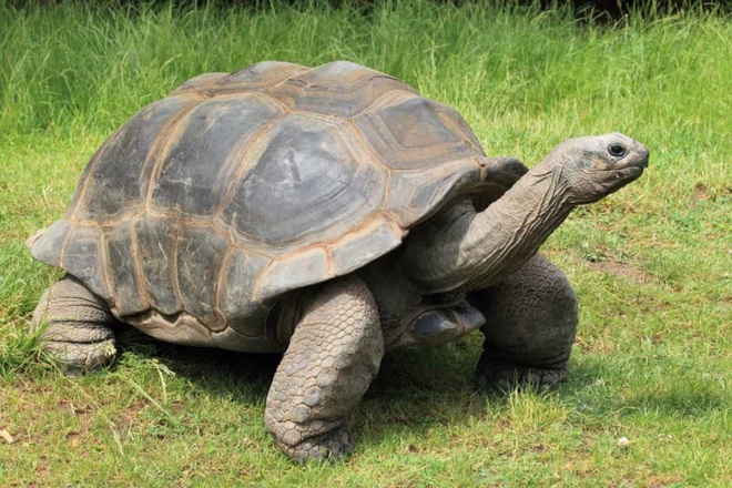 Rùa khổng lồ Aldabra 255 tuổi