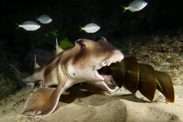Cá mập đầu bò sống ở dưới biển sâu