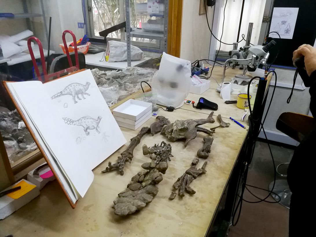 Hông, chân và đuôi của bộ xương hóa thạch của khủng long Chile