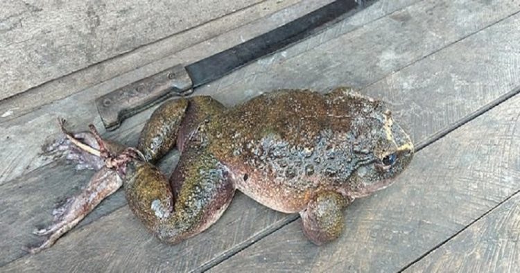 Phát hiện loài ếch có kích thước khổng lồ tại châu Đại Dương