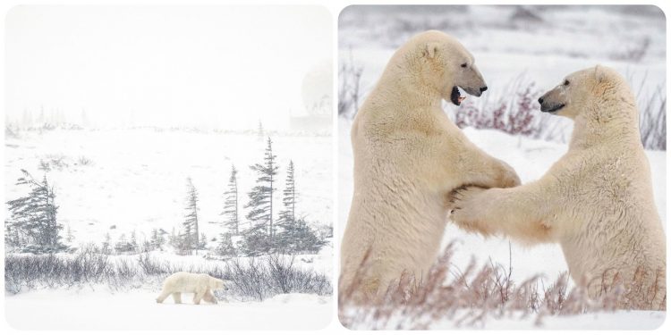 Gấu Bắc Cực và cuộc sống thủ phủ ở cực Nam Trái Đất