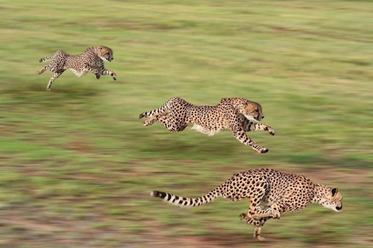 Tổng hợp 10 loài động vật nhanh nhất thế giới