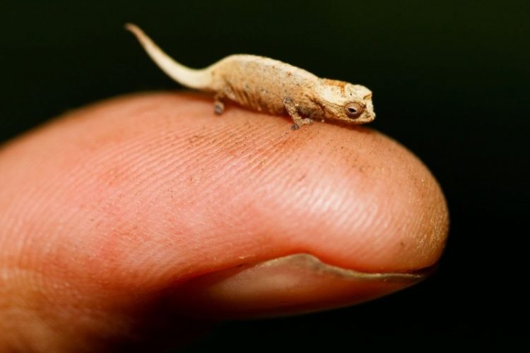 Tổng hợp những loài động vật bé nhỏ nhất thế giới