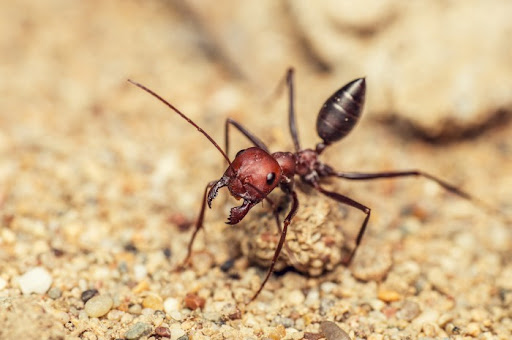 Kiến – loài côn trùng đông đúc nhất thế giới