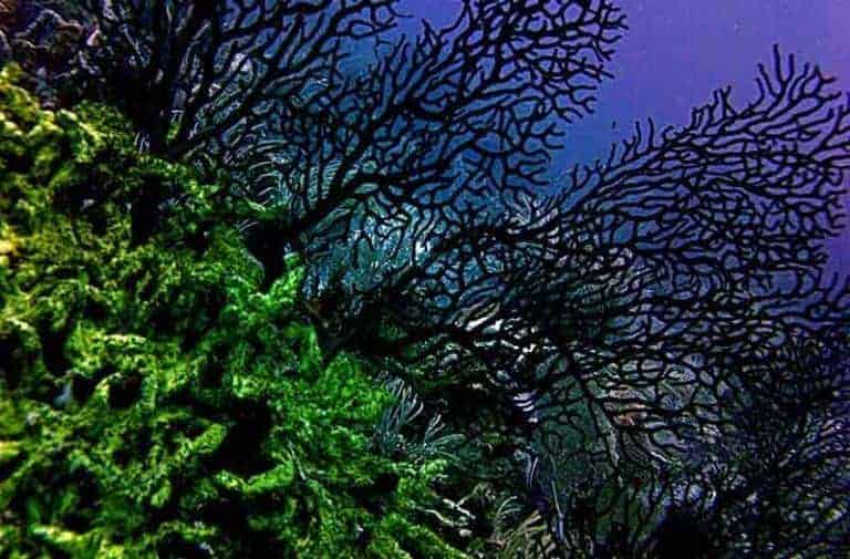 San hô đen sống tới hơn 4.000 tuổi